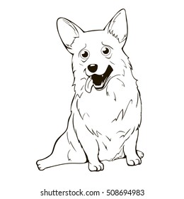 Welsh Corgi