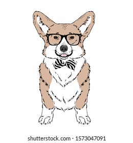 Welsh Corgi breed dog wear glasses, tie bow isolated on white background Symmetrical pet. Realistic hand drawn vector illustration.