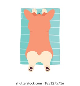 Welsh Corgi with Brown Coat Lying on Carpet Vector Illustration