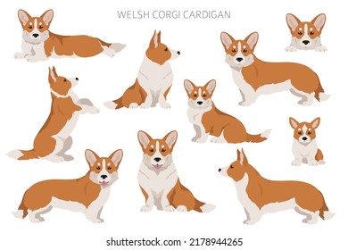 Clíparte galesa de corgi cardigan. Postas diferentes, colores de abrigo.  Ilustración del vector