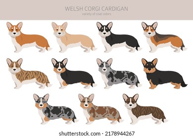 Welsh corgi cardigan clipart. Different poses, coat colors set.  Vector illustration