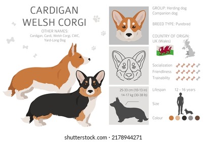 Welsh corgi cardigan clipart. Different poses, coat colors set.  Vector illustration