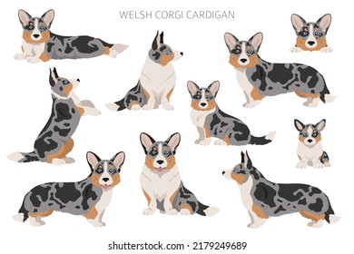 Welsh corgi cardigan clipart. Different poses, coat colors set.  Vector illustration