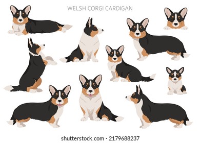 Welsh corgi cardigan clipart. Different poses, coat colors set.  Vector illustration