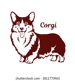 Welsh corgi cardigan dog. Vector illustration on white background