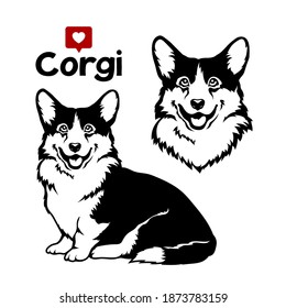 Welsh corgi cardigan dog. Vector illustration on white background