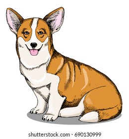 welsh corgi. color sketch
