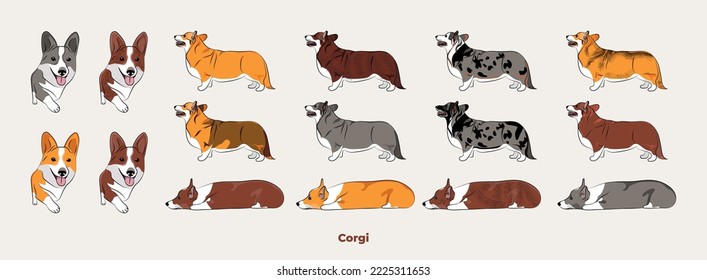 Welsh Corgi colors. Cute dog characters in various poses, design for print, adorable and cute cartoon vector set, in different poses. All popular colors. Dog Drawing collection set. Standing, laying.