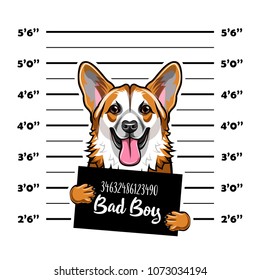 Welsh Corgi criminal. Arrest photo. Mugshot photo. Police placard, Police mugshot, lineup dog prisoner. Photo offender Vector illustration