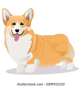 Welsh Corgi dog