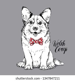 Welsh Corgi dog in a bow tie. Humor card, t-shirt composition, hand drawn style print. Vector illustration.