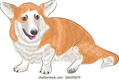 Welsh corgi dog breed isolated on white background.
