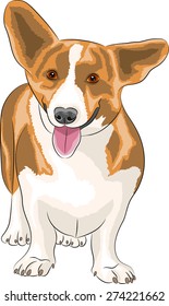 Welsh corgi dog breed isolated on white background.