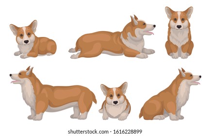 Welsh Corgi Dog in Different Poses Vector Set. Puppy with Short Legs and Red Coat