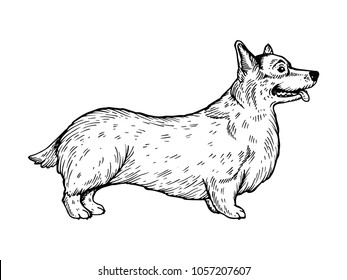 Welsh Corgi dog engraving vector illustration. Scratch board style imitation. Black and white hand drawn image.