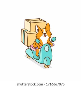 Welsh corgi dog rides on a motobike, with cardboard boxes. It can be used for card, brochures, poster, sticker etc. Vector image isolated on white background.