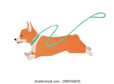 Welsh Corgi dog running with leash. Vector cute happy pet flat illustration isolated on white background