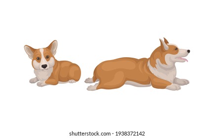 Welsh Corgi Dog with Short Legs in Different Poses Vector Set