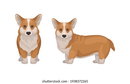 Welsh Corgi Dog with Short Legs in Different Poses Vector Set