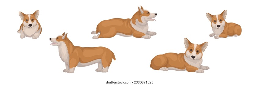 Welsh Corgi Dog with Short Legs in Different Poses Vector Set