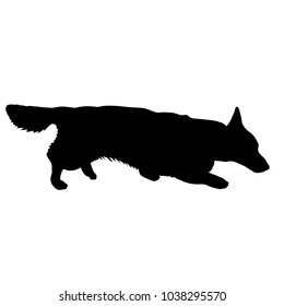 Welsh Corgi dog silhouette on a white background.