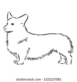 Welsh Corgi Dog Sketch Contour Vector Stock Vector (Royalty Free ...