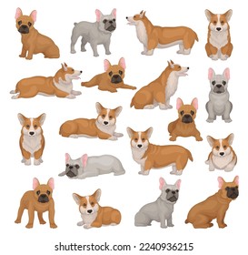 Welsh corgi and English bulldog set. Cute pet animals in different poses cartoon vector