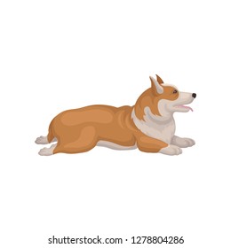 Welsh corgi lying on floor with back legs stretching out, side view. Lovely dog with red-beige coat. Flat vector icon