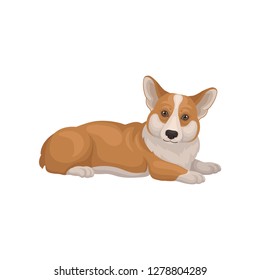 Welsh corgi lying on floor, side view. Cute home pet. Dog with red coat and short legs. Detailed flat vector icon