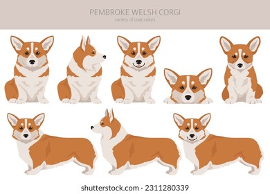 Welsh Corgi Pembroke clipart. All coat colors set.  All dog breeds characteristics infographic. Vector illustration