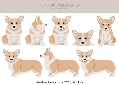 Welsh Corgi Pembroke clipart. All coat colors set.  All dog breeds characteristics infographic. Vector illustration