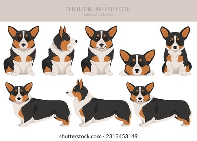 Welsh Corgi Pembroke clipart. All coat colors set.  All dog breeds characteristics infographic. Vector illustration