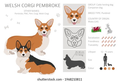 Welsh corgi pembroke clipart. Different poses, coat colors set.  Vector illustration