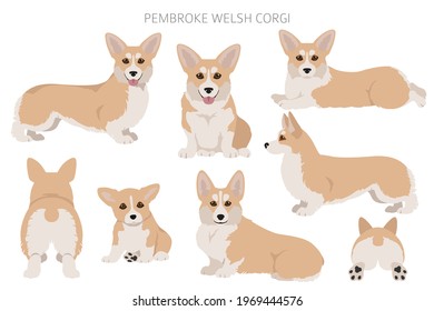 Welsh corgi pembroke clipart. Different poses, coat colors set.  Vector illustration