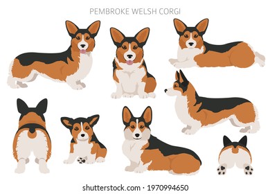 Welsh corgi pembroke clipart. Different poses, coat colors set.  Vector illustration