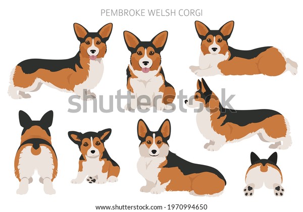 Welsh Corgi Pembroke Clipart Different Poses Stock Vector (Royalty Free ...