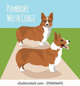 Welsh corgi pembroke vector illustration