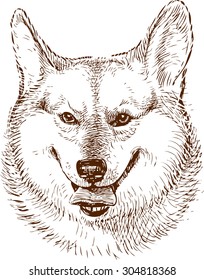 Welsh Corgi portrait