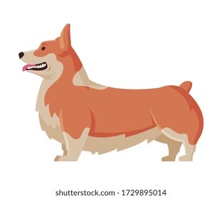 Welsh Corgi Purebred Dog, Pet Animal, Side View Vector Illustration