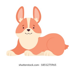 Welsh Corgi with Short Legs and Brown Coat in Sitting Pose Vector Illustration