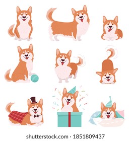 Welsh Corgi with Short Legs and Brown Coat in Different Poses Vector Set
