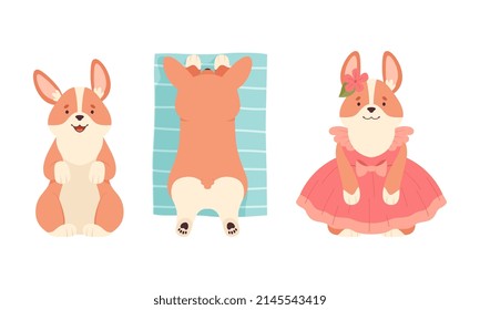 Welsh Corgi with Short Legs and Brown Coat Sitting and Wearing Dress Vector Set