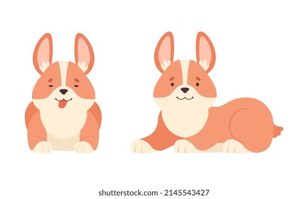 Welsh Corgi with Short Legs and Brown Coat Sitting Vector Set