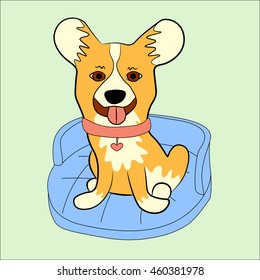 Welsh Corgi sitting on the pet bed