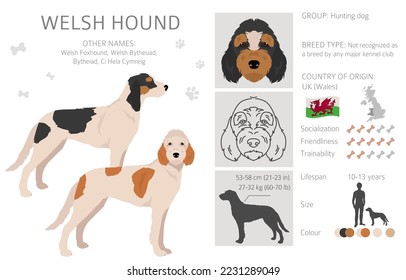 Welsh Hound clipart. All coat colors set.  All dog breeds characteristics infographic. Vector illustration