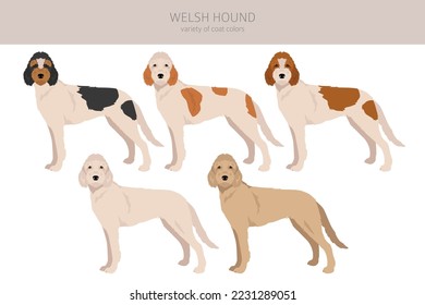Welsh Hound clipart. All coat colors set.  All dog breeds characteristics infographic. Vector illustration