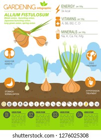 Welsh onion beneficial features graphic template. Gardening, farming infographic, how it grows. Flat style design. Vector illustration
