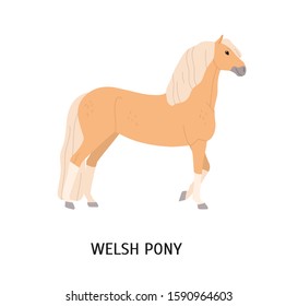 Welsh pony flat vector illustration. Cute beige horse isolated on white background. Adorable stallion with long mane and tail. Graceful Wales breed mare. Beautiful riding type horse.