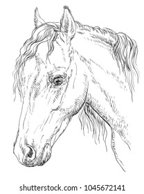 Welsh Pony portrait. Horse head  in profile in monochrome color isolated on white background. Vector hand drawing illustration