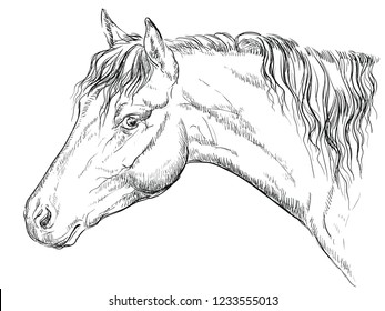 147 Welsh pony Stock Illustrations, Images & Vectors | Shutterstock